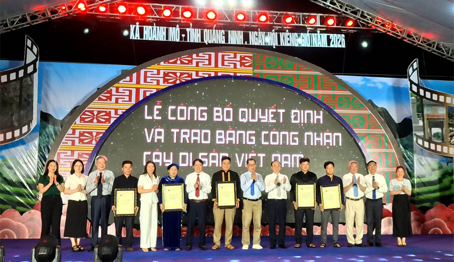 Những[-]c&acirc;y[-]Hồi[-]đầu[-]ti&ecirc;n[-]của[-]nước[-]ta[-]được[-]vinh[-]danh[-]c&acirc;y[-]di[-]sản[-]Việt[-]Nam[-]đ&uacute;ng[-]v&agrave;o[-]ng&agrave;y[-]sinh[-]B&aacute;c[-]Hồ